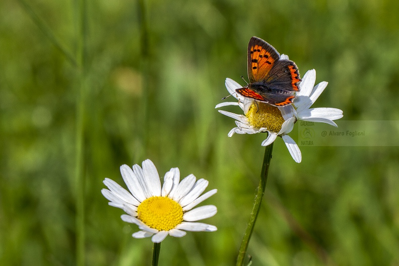 Argo bronzeo - Lycaena phlaeas  IMG_3877.jpg