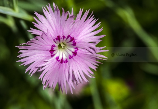 GAROFANO DI BOSCO; Dianthus monspessulanus - Alta Val Trebbia (PC)