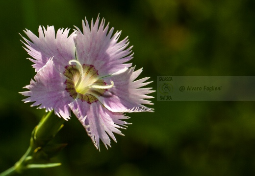 GAROFANO DI BOSCO; Dianthus monspessulanus - Alta Val Trebbia (PC)