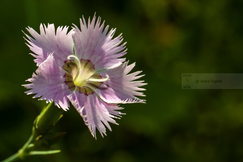 GAROFANO DI BOSCO; Dianthus monspessulanus - Alta Val Trebbia (PC)