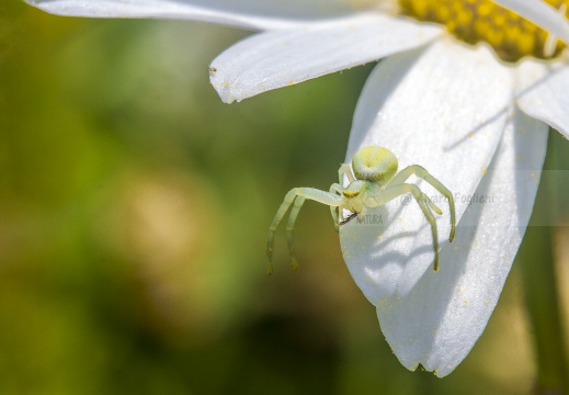 RAGNO GRANCHIO - Misumena vatia