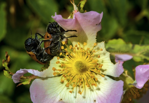 Rosa canina con insetti