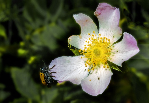 Rosa canina con insetto