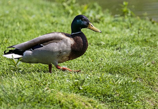 GERMANO REALE; Mallard; Anas platyrhynchos