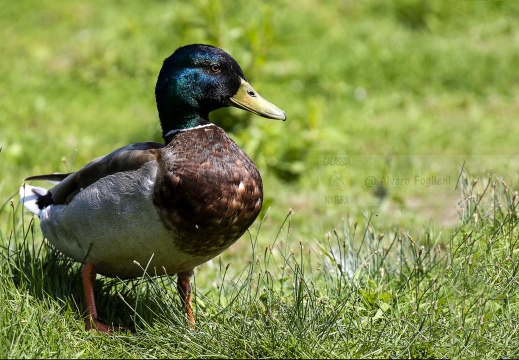 GERMANO REALE; Mallard; Anas platyrhynchos