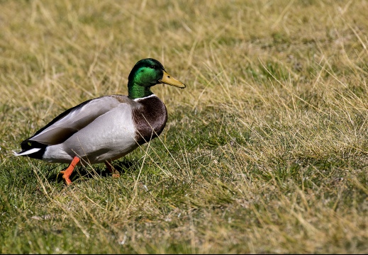 GERMANO REALE; Mallard; Anas platyrhynchos