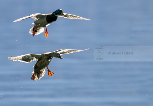 GERMANO REALE; Mallard; Anas platyrhynchos