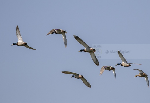 GERMANO REALE; Mallard; Anas platyrhynchos