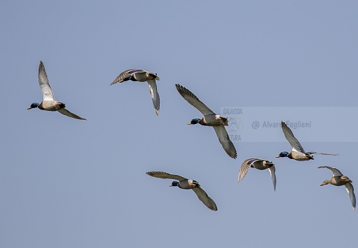 GERMANO REALE; Mallard; Anas platyrhynchos