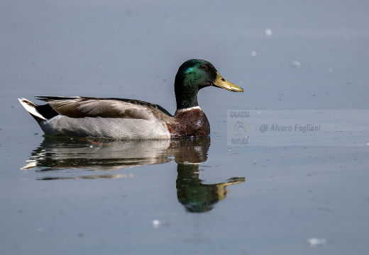 GERMANO REALE; Mallard; Anas platyrhynchos