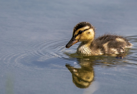 GERMANO REALE; Mallard; Anas platyrhynchos