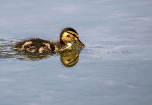 GERMANO REALE; Mallard; Anas platyrhynchos