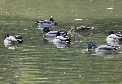 GERMANO REALE; Mallard; Anas platyrhynchos