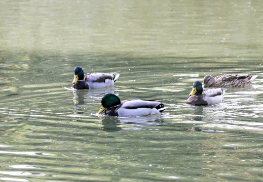 GERMANO REALE; Mallard; Anas platyrhynchos