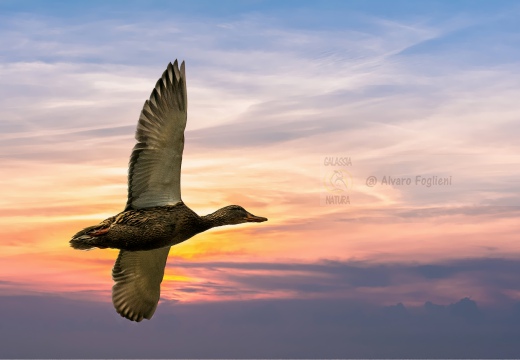 GERMANO REALE; Mallard; Anas platyrhynchos