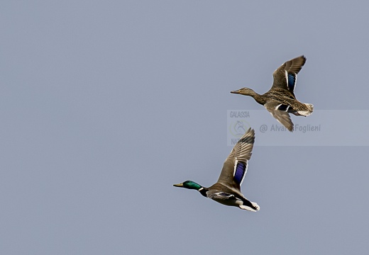 GERMANO REALE; Mallard; Anas platyrhynchos