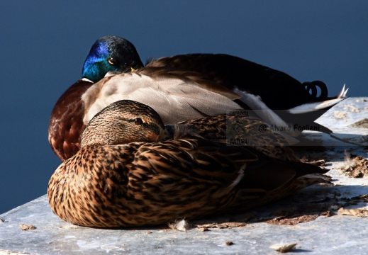 GERMANO REALE; Mallard; Anas platyrhynchos