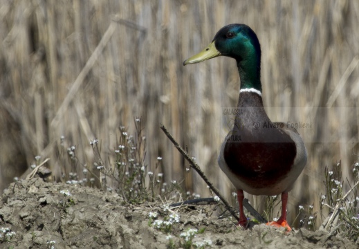 GERMANO REALE; Mallard; Anas platyrhynchos