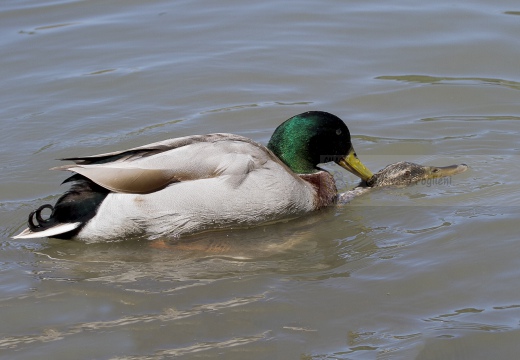 GERMANO REALE, Mallard, Anas platyrhynchos - Luogo: Parco delle Cave (MI) - Autore: Alvaro