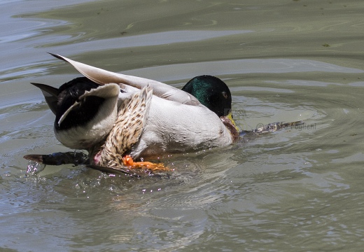 GERMANO REALE, Mallard, Anas platyrhynchos - Luogo: Parco delle Cave (MI) - Autore: Alvaro