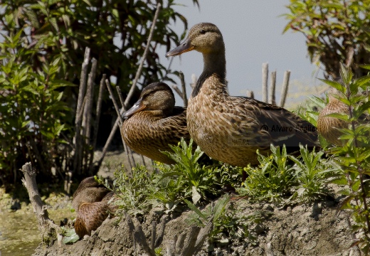 GERMANO REALE; Mallard; Anas platyrhynchos