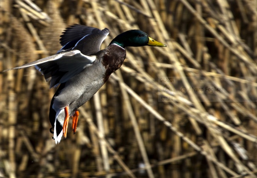 GERMANO REALE; Mallard; Anas platyrhynchos