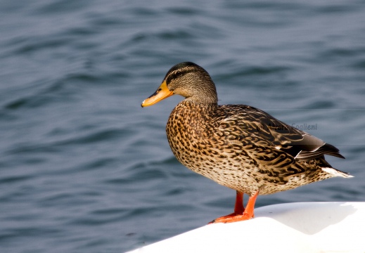 GERMANO REALE; Mallard; Anas platyrhynchos