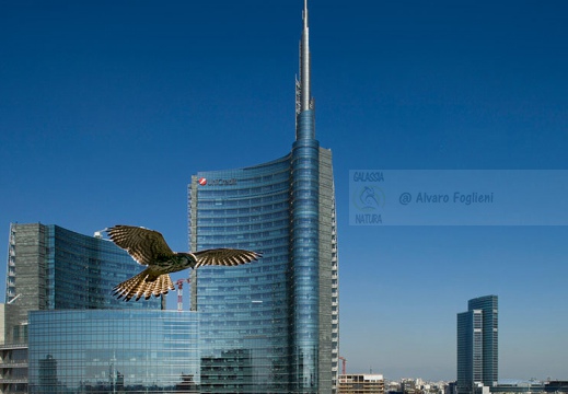 GHEPPIO, Kestrel, Falco tinnunculus - Sullo sfondo la torre Unicredit (MI)