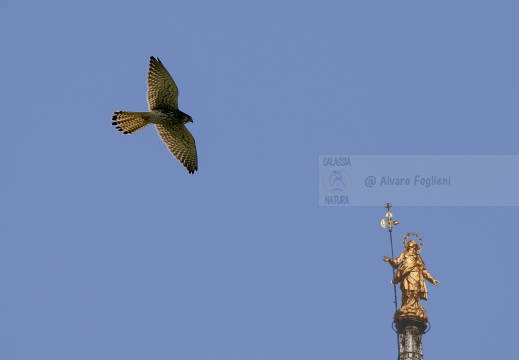 GHEPPIO, Kestrel, Falco tinnunculus - Sullo sfondo la Madonnina del Duomo di Milano