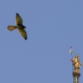 GHEPPIO, Kestrel, Falco tinnunculus - Sullo sfondo la Madonnina del Duomo di Milano