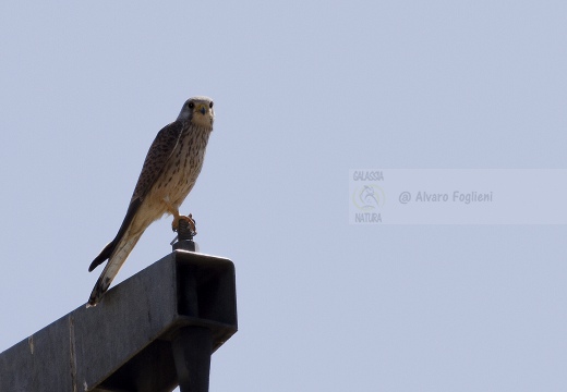 GHEPPIO, Kestrel, Falco tinnunculus