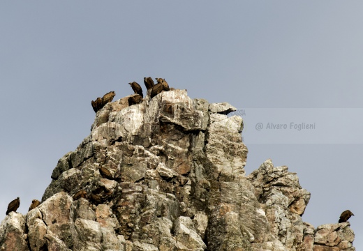 GRIFONE; Griffon Vulture; Gyps fulvus