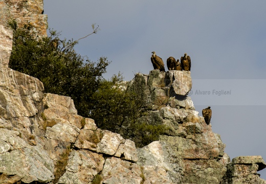 GRIFONE; Griffon Vulture; Gyps fulvus