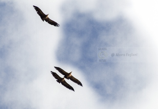 GRIFONE; Griffon Vulture; Gyps fulvus