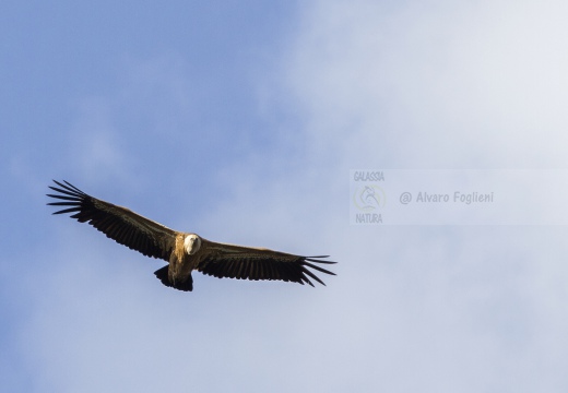 GRIFONE; Griffon Vulture; Gyps fulvus