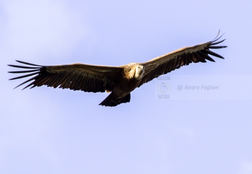 GRIFONE; Griffon Vulture; Gyps fulvus