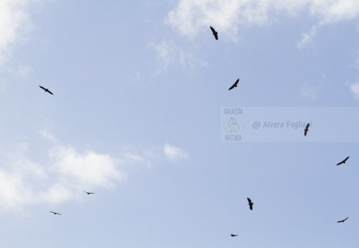 GRIFONE; Griffon Vulture; Gyps fulvus