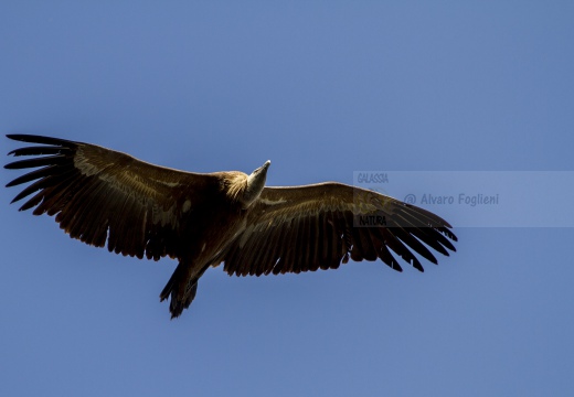 GRIFONE; Griffon Vulture; Gyps fulvus