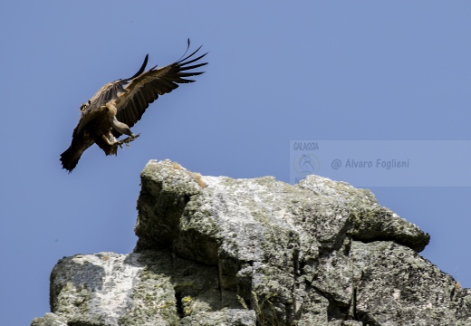 GRIFONE; Griffon Vulture; Gyps fulvus