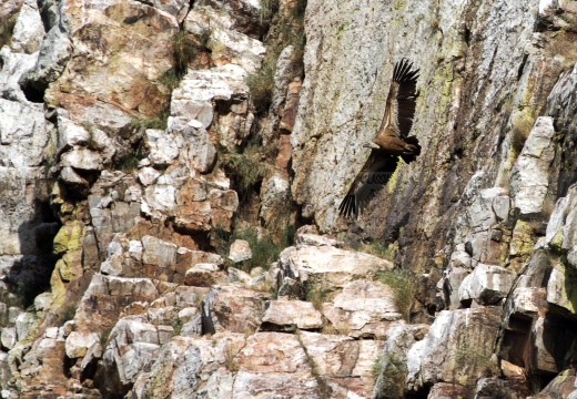 GRIFONE; Griffon Vulture; Gyps fulvus