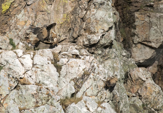 GRIFONE; Griffon Vulture; Gyps fulvus