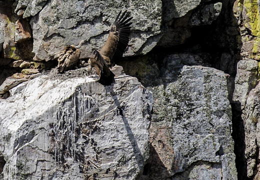 GRIFONE; Griffon Vulture; Gyps fulvus