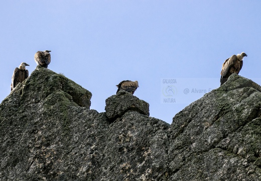 GRIFONE; Griffon Vulture; Gyps fulvus