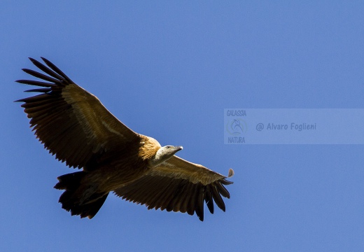 GRIFONE; Griffon Vulture; Gyps fulvus
