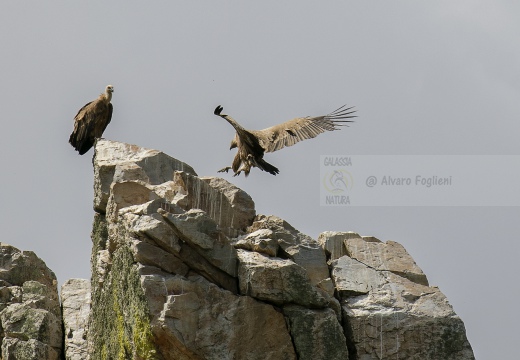 GRIFONE; Griffon Vulture; Gyps fulvus