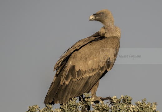 GRIFONE; Griffon Vulture; Gyps fulvus