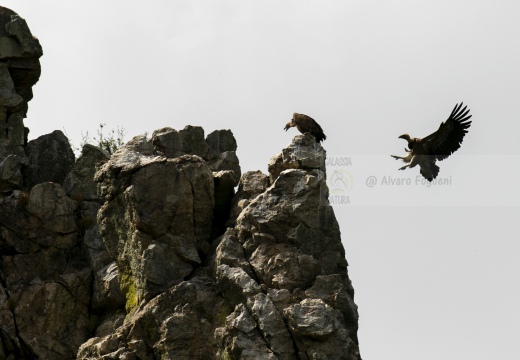 GRIFONE; Griffon Vulture; Gyps fulvus