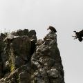 GRIFONE; Griffon Vulture; Gyps fulvus