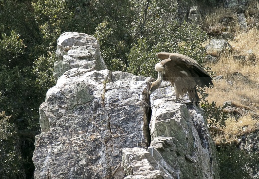 GRIFONE; Griffon Vulture; Gyps fulvus