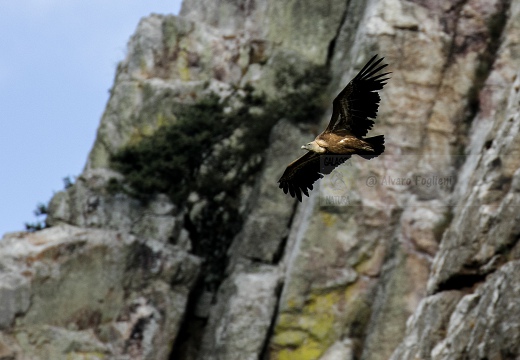 GRIFONE; Griffon Vulture; Gyps fulvus